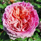 Rose 'Eisvogel' - Edelrose