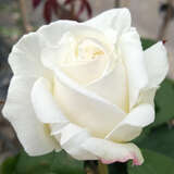Rose 'White Perfumella' - Moderne Edelrose