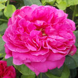 Rose 'Lady of Megginch' - Englische Strauchrose