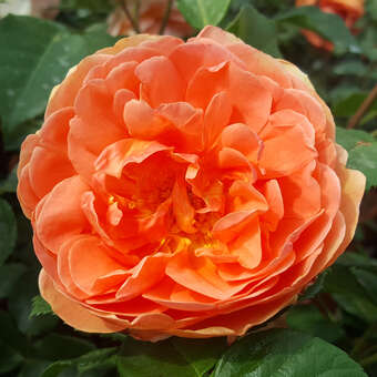 Rose 'Pat Austin'