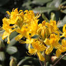 Azalea pontica - Pontische Azalee
