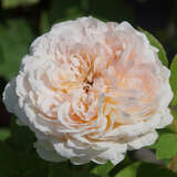 Rose 'The Lady Gardener' - Englische Strauchrose