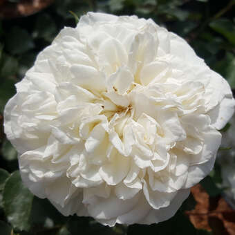 Rose 'White Meidiland'