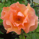 Rose 'Doris' - Moderne Edelrose