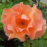 Rose 'Doris' - Moderne Edelrose