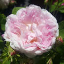 Rose 'Belle Isis' (gallica) - Historische Strauchrose