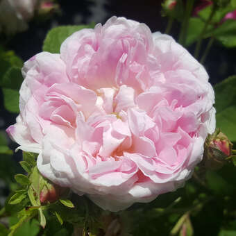 Rose 'Belle Isis' (gallica)