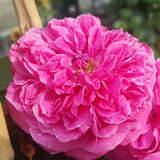 Rose 'Asta von Parpat' - Historische Kletterrose