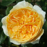 Rose 'Crown Princess Margareta' - Englische Strauch-, Kletterrose