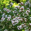 Abelia mosanensis: Bild 1/2