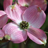 Cornus florida 'Cherokee Chief' - Amerikanischer Blumenhartriegel