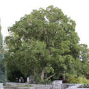 Quercus turneri 'Pseudoturneri' - Immergrüne Eiche