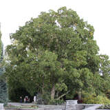 Quercus turneri 'Pseudoturneri' - Immergrüne Eiche