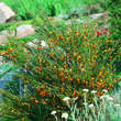 Cytisus 'Andreanus': Bild 1/1