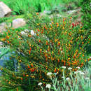 Cytisus 'Andreanus' - Frühlingsginster