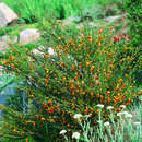 Cytisus 'Andreanus' - Frühlingsginster