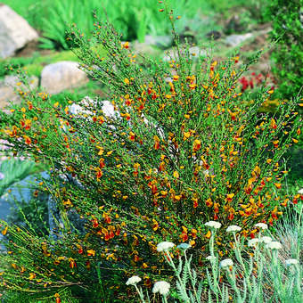 Cytisus 'Andreanus'