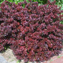 Berberis thunbergii 'Atropurpurea Nana' - Zwerg-Blutberberitze