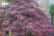 Acer palmatum 'Inaba-shidare': Bild 3/4