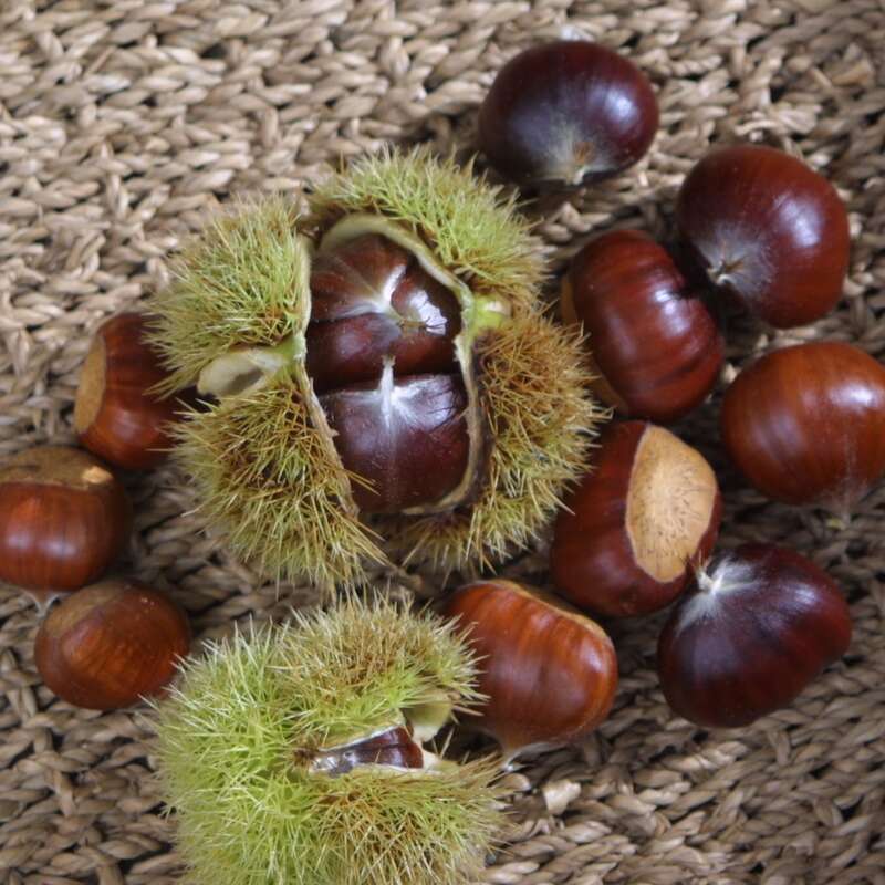 Edelkastanie, Maroni - Castanea sativa - grn