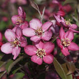 Malus 'Coccinella' - Zierapfel