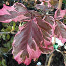 Fagus sylvatica 'Roseomarginata' - Bunte Blutbuche