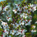 Prunus incisa 'Kojou-no-mai - Korkenzieherkirsche