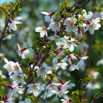 Prunus incisa 'Kojou-no-mai