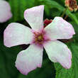 Rubus odoratus: Bild 1/5