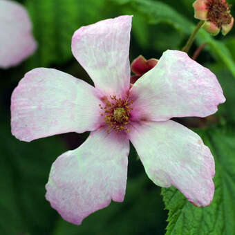 Rubus odoratus
