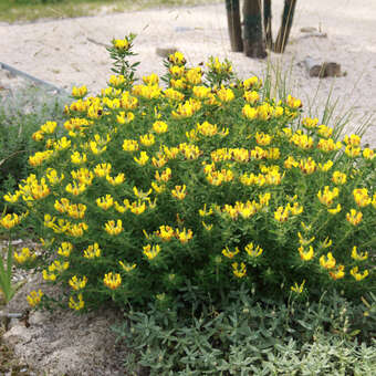 Chamaecytisus supinus