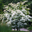 Cornus kousa: Bild 1/4