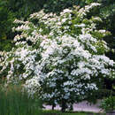 Cornus kousa - Japanischer Blumenhartriegel