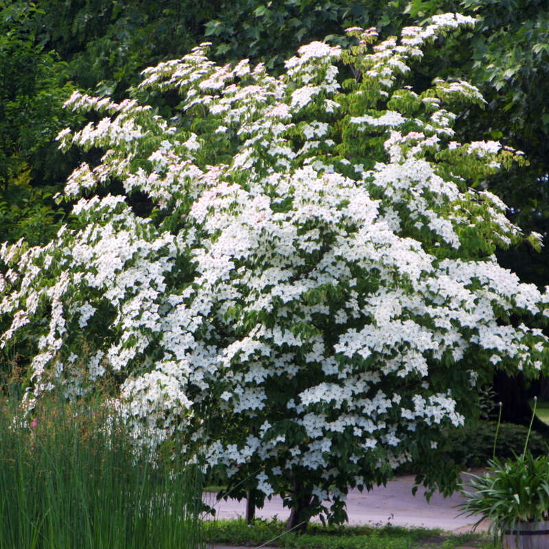 Japanischer Blumenhartriegel Cornus Kousa Weiss