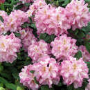 Rhododendron - Rhododendron Hybride - rosa PG2