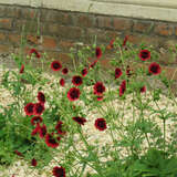 Potentilla thurberi 'Monarch's Velvet' - Fingerkraut