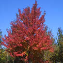 Amerikanischer Rotahorn - Acer rubrum
