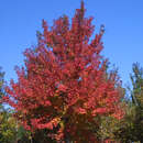 Acer rubrum - Amerikanischer Rotahorn