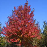 Acer rubrum - Amerikanischer Rotahorn