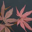 Roter Fächerahorn - Acer palmatum 'Shaina'