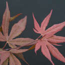Acer palmatum 'Shaina' - Japanischer Fächerahorn