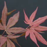 Acer palmatum 'Shaina' - Japanischer Fächerahorn