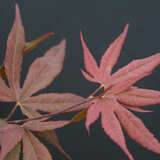 Acer palmatum 'Shaina' - Roter Fächerahorn