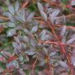 Berberis thunbergii 'Red Chief': Bild 1/1