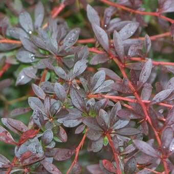 Berberis thunbergii 'Red Chief'