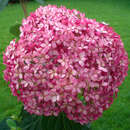 Hydrangea arborescens 'Pink Annabelle' - Rosa Schneeballhortensie