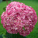 Hydrangea arborescens 'Pink Annabelle' - Rosa Schneeballhortensie