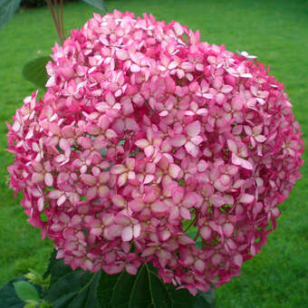 Hydrangea arborescens 'Pink Annabelle'