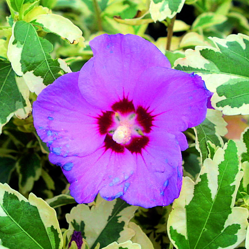 Buntblttriger Eibisch - Hibiscus syriacus 'Meehanii' - lila