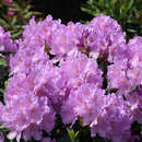 Rhododendron - Rhododendron 'Catawbiense Grandiflorum'